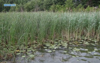 Jezioro Łubówko, Rezerwat przyrody, gm.Drezdenko, woj.lubuskie